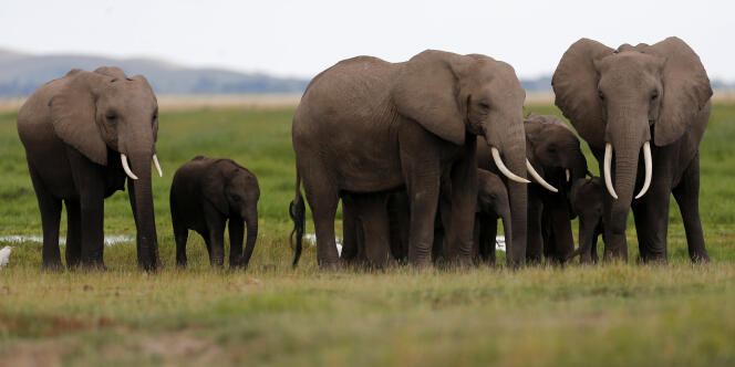 Une famille d’éléphants du parc national d’Amboseli, au sud-est de Nairobi au Kenya.