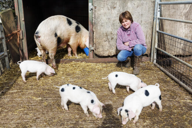 Elevage de porcs dans le Gloucestershire, au Royaume-Uni, en 2016. Cette photographie est issue d’une série sur les agriculteurs réalisée par Martin Parr après le référendum sur le Brexit.