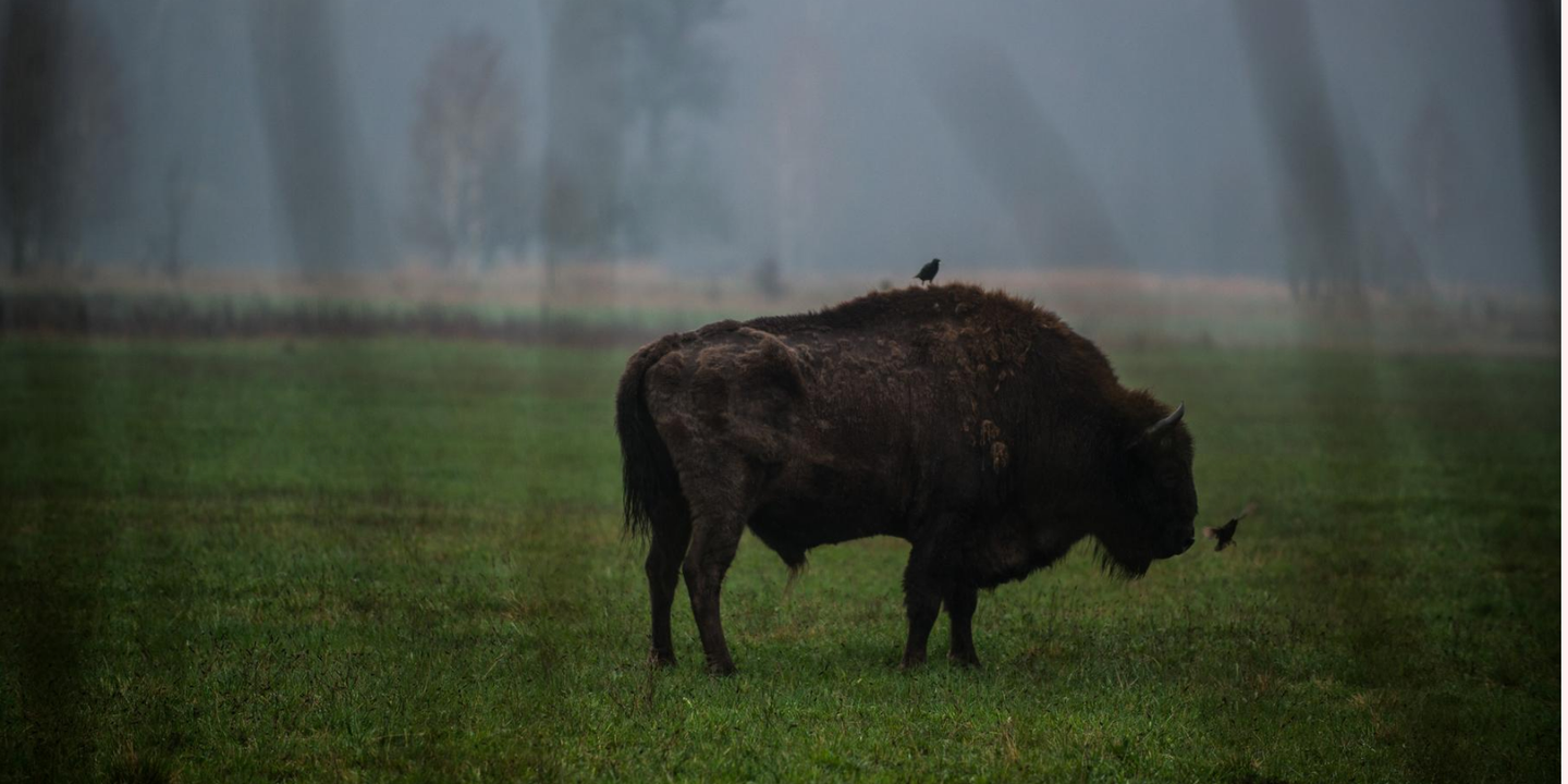 faut il detruire les arbres de la foret de bialowieza pour mieux la sauver