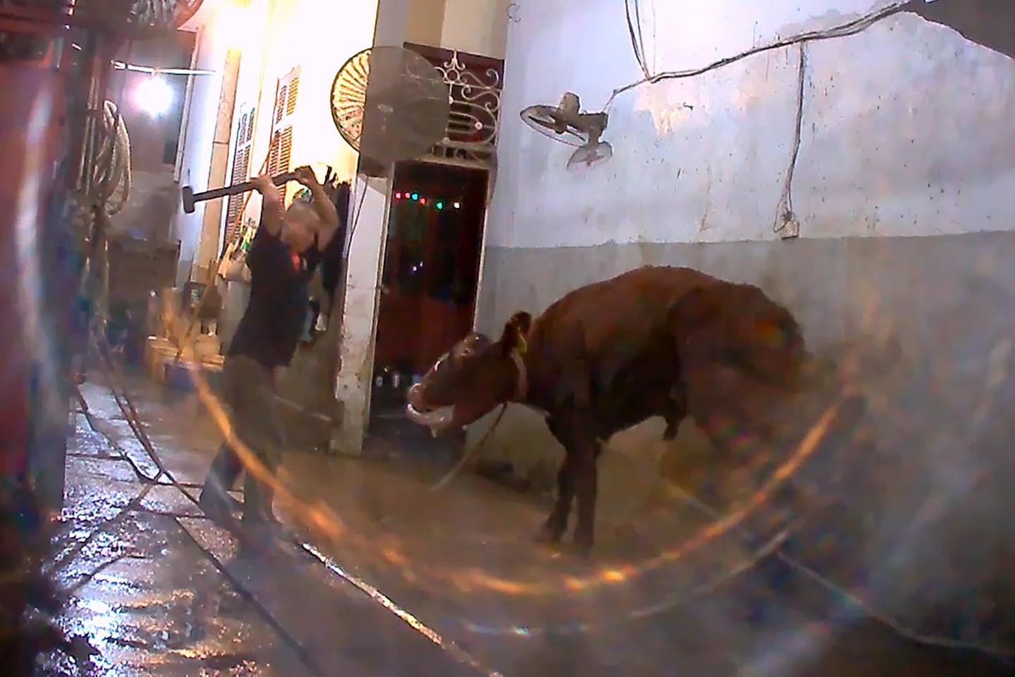 Maltraitance animale trois abattoirs français mis à l’arrêt