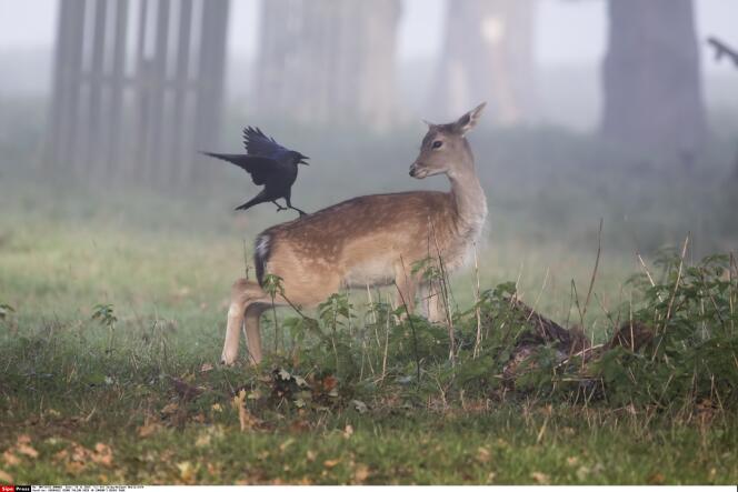 « A la sortie du film d’animation, l’Association des chasseurs américains exigea – sans succès – que les projections fussent précédées d’un avant-propos réhabilitant les armes à feu et les tueurs de gibier » (Photo: Un faon et un corbeau dans la brume de Bushy Park, près de Londres).