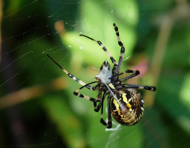 De nombreuses sociétés, militaires et civiles, s'intéressent de près aux fils tissés par les araignée, très résistants, solides, élastiques - certains peuvent s'allonger jusqu'à cinq fois - et ultra légers.
