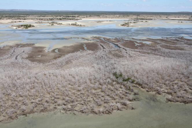La mangrove du golfe de Carpentarie, dans le nord-est de l’Australie, a disparu sur des milliers d’hectares et sur un millier de kilomètres le long du littoral.