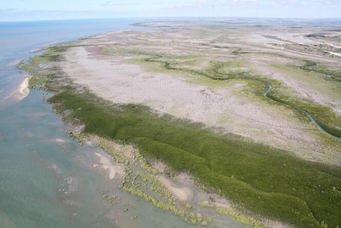Les scientifiques accusent principalement le manque de pluie en 2014 et 2015 pour expliquer la disparition de la mangrove.
