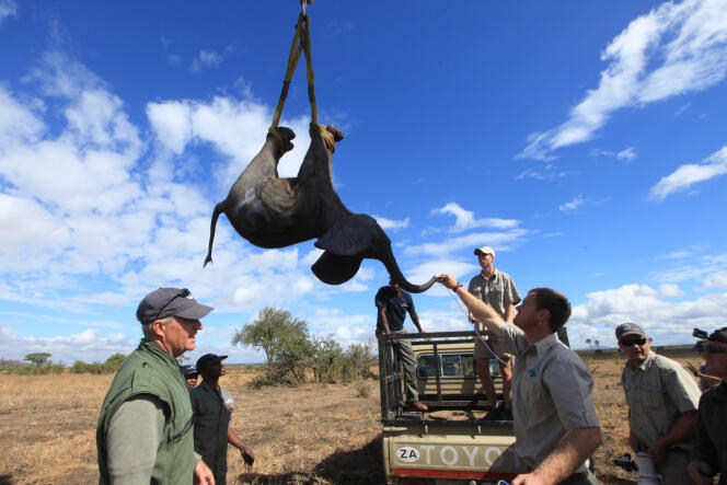 Un éléphant à Lilongwe, au Malawi, dans le cadre d’une opération de soin et de migration assisté pour sauver cette espèce.
