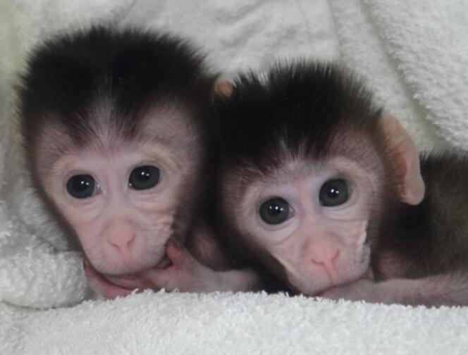 Les deux premiers primates dont le génome a été modifié grâce à Cripsr-Cas9 sont ces deux petits macaques, nés dans un laboratoire chinois en 2013.