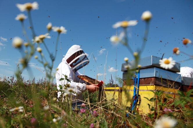Le Parlement a interdit les insecticides néonicotinoïdes, nocifs pour les abeilles, à partir du 1er septembre 2018, avec des dérogations jusqu’en 2020.