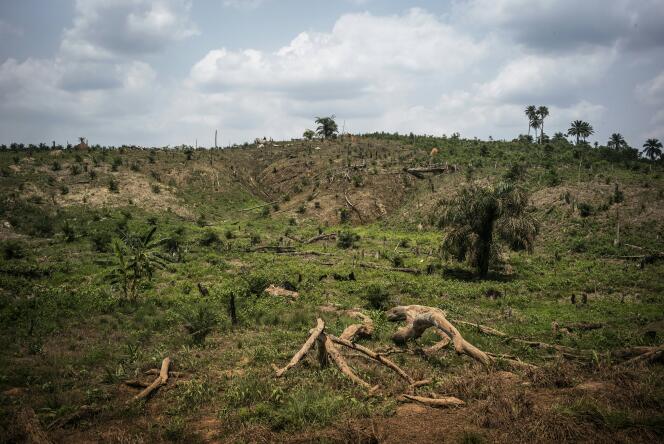 Deforestation pour planter des palmiers à huile dans la forêt de Lofa au Nigeria le 28 avril 2016.