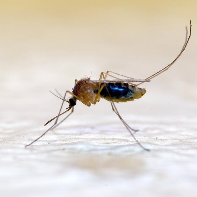 Pas de panique dès que vous entendez un vrombissement : seuls les moustiques de type Aedes (moustique tigre, reconnaissable à ses rayures noires et blanches) sont vecteurs de maladies.