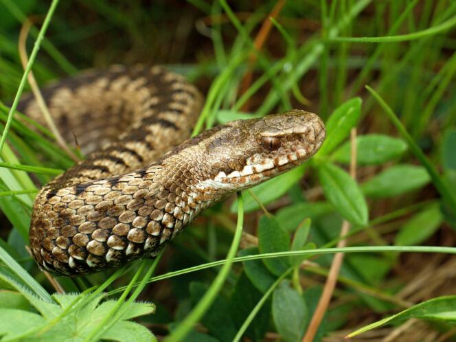 En France, malgré les craintes dont ils font l’objet, les serpents sont responsables de moins d’un décès par an en moyenne.