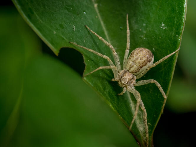 Sur les 1 600 espèces d’araignées recensées en France, seule la malmignatte, ou « veuve noire de Corse », peut être dangereuse pour les personnes allergiques.