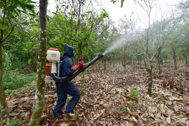 Un employé vaporise des pesticides sur la plantation infectée de chenilles à Tiassalé, dans le sud de la Côte d’Ivoire, le 14 juillet 2016.