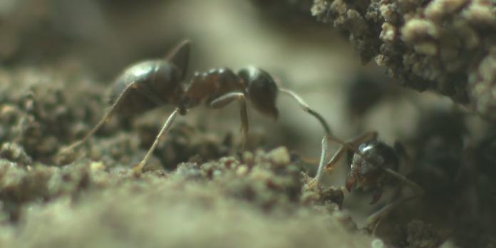 Fourmiliere Interieure - La Structure De La Fourmiliere Communication Des Fourmis / See 177 ...