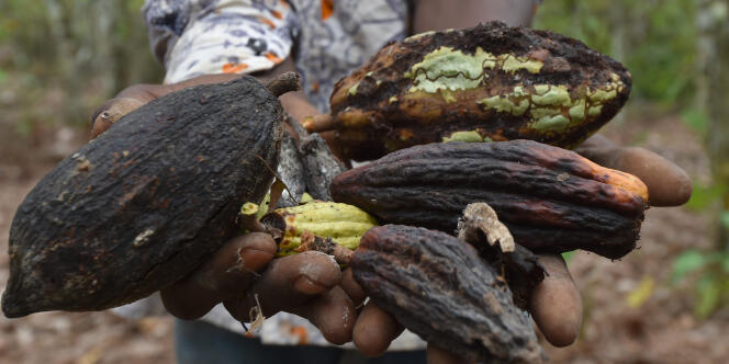 Un agriculteur tient ses fèves de cacao abîmées par les chenilles à Tiassalé, dans le sud de la Côte d’Ivoire, le 14 juillet 2016.