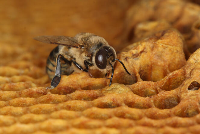 Une abeille mâle sort de son alvéole.
