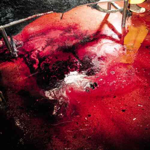 Le sang répandu au sol après l’abattage d’un animal.