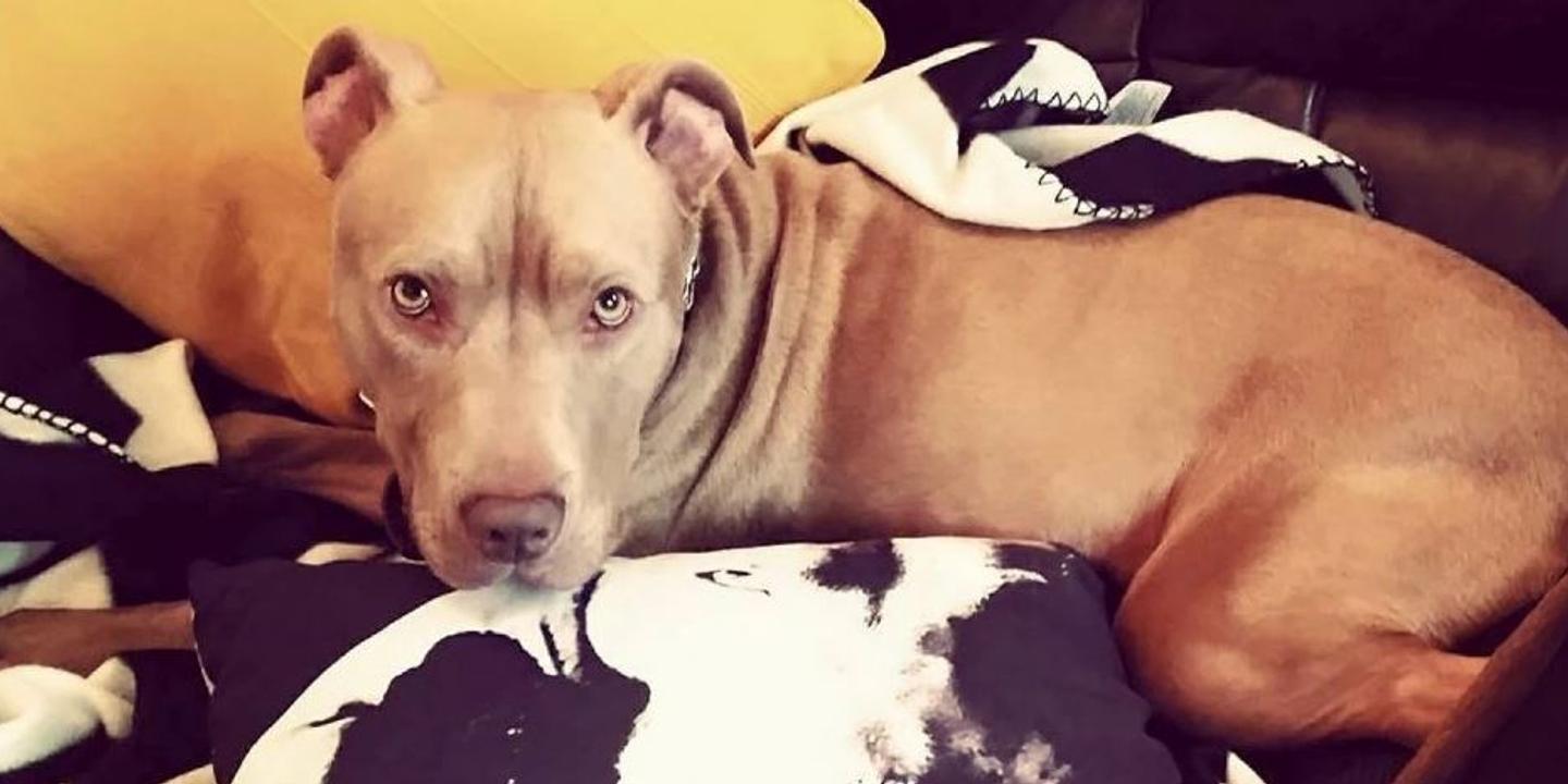 Hank Condamné Pour Sa Ressemblance Avec Un Pitbull Ne Sera