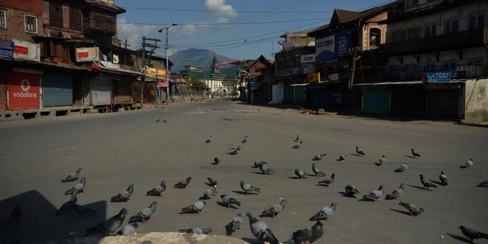 Les Pigeons Savent Ils Viser Les Pigeons Savent Ils Viser