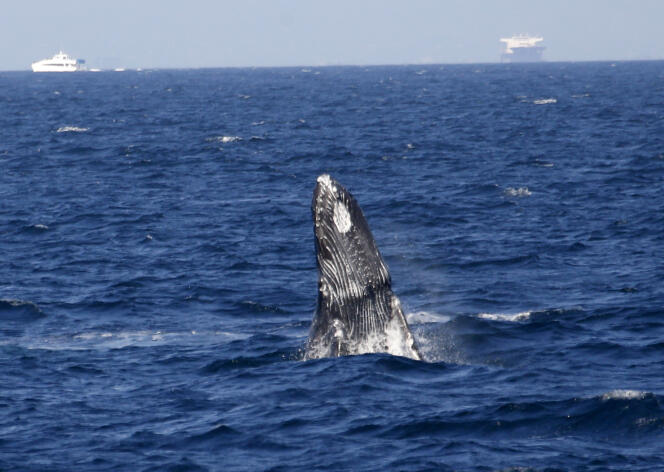 Cette proposition, déjà rejetée en 2014 et en 2012, avait été faite par plusieurs nations sud-américaines avec l’espoir de développer le tourisme d’observation des baleines.