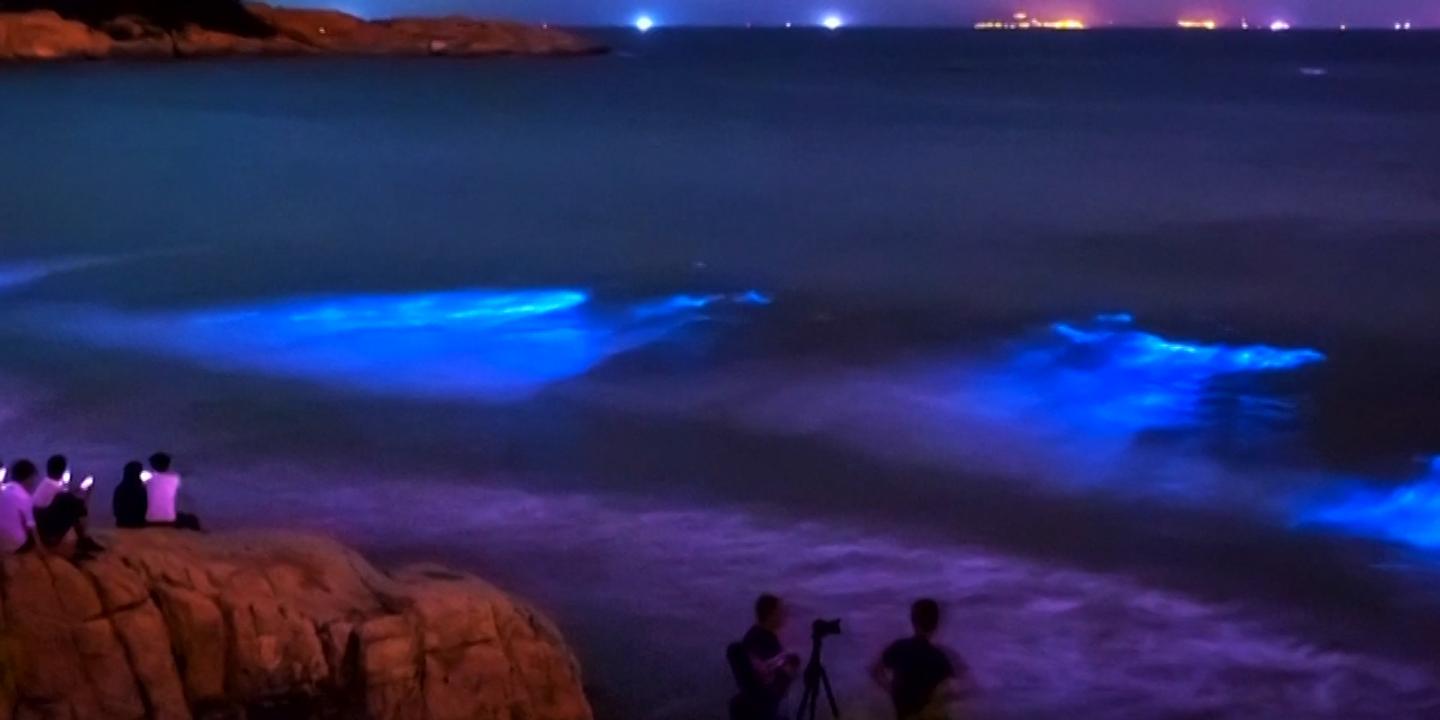 Chine Quand La Mer Devient Fluorescente Chine Quand La Mer Devient Fluorescente