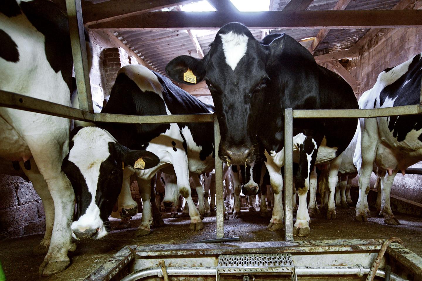 Combien coûte la production d’un litre de lait