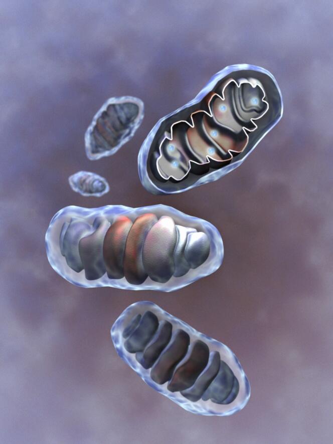 Vue d’artiste de mitochondries en coupe. Ces anciennes bactéries fournissent à nos cellules  de l’énergie sous forme d’ATP.
