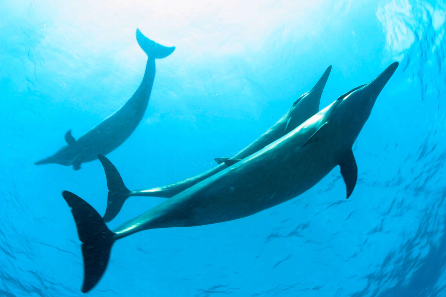 La moitié des animaux marins ont disparu depuis 1970 – Euractiv FR