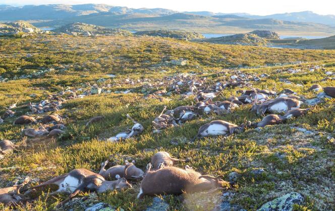 Le 26 août, 323 rennes ont été foudroyés sur un plateau de l’Hardanger, en Norvège.