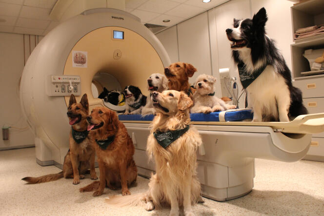 Les chiens devant l’appareil à IRM