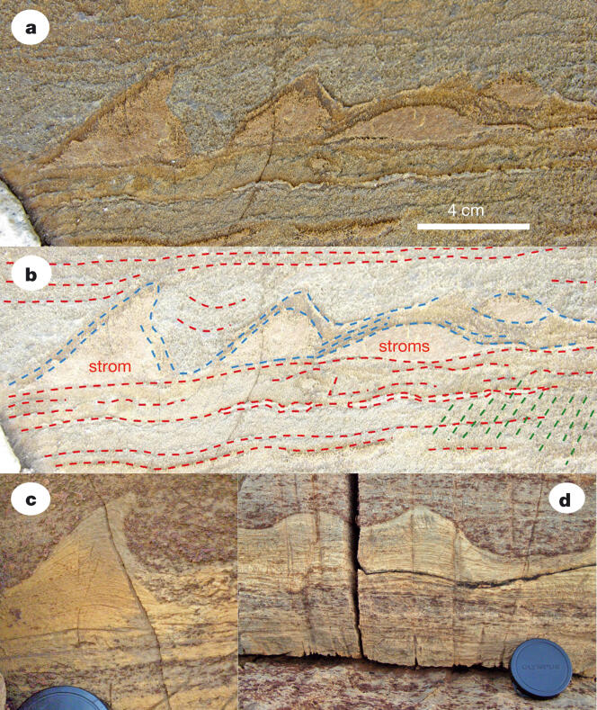 Les stromatolites du Groenland (a) présentent des feuillets internes caractéristiques (b) (lignes en pointillé bleu), coincés entre des dépôts sédimentaires (en pointillé rouge). Ces formes sont identiques à des stromatolites de 2,4 milliards d’années, découverts en Australie (c et d).