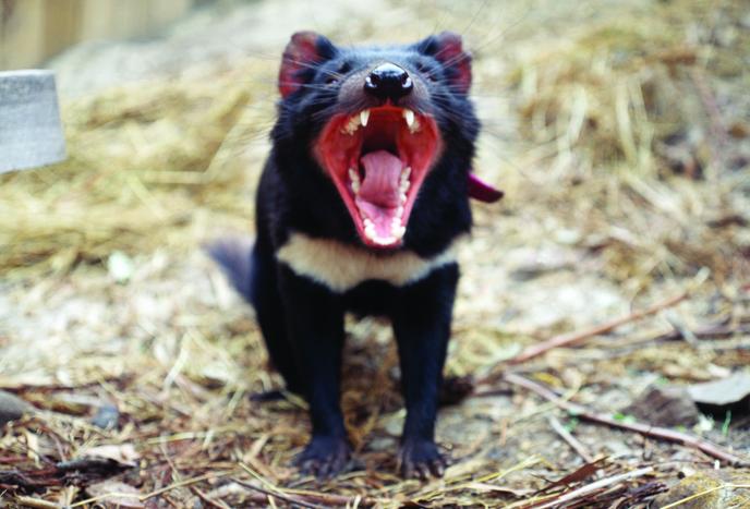 La Ruse Du Diable De Tasmanie Pour Echapper Au Cancer