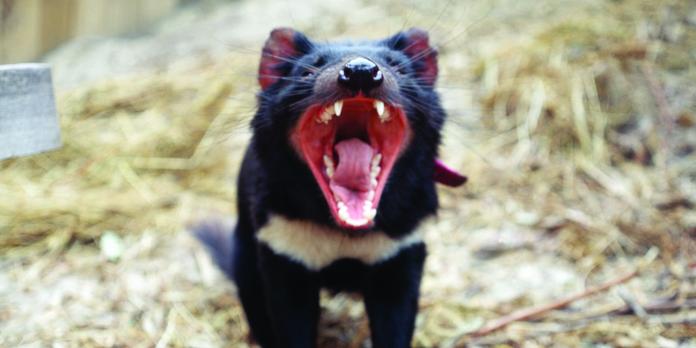 La Ruse Du Diable De Tasmanie Pour Echapper Au Cancer