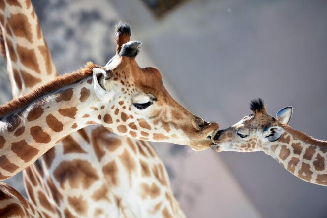 Contrairement à ce que pensait la science, il n’existe non pas une, mais quatre espèces de girafes.