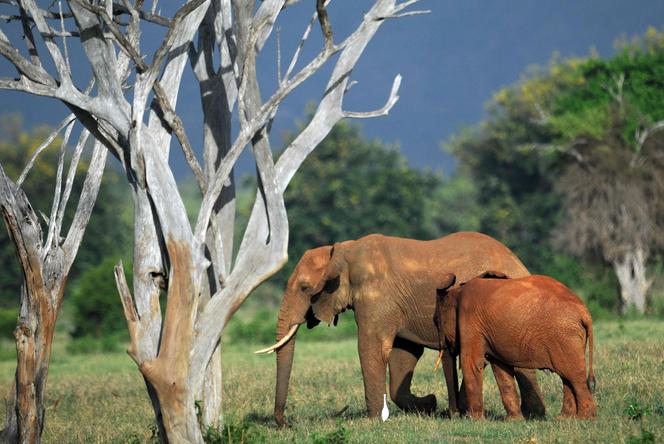 Les populations d’éléphants d’Afrique déclinent en raison de la perte et de la dégradation de leurs habitats, et du braconnage pour leur ivoire.