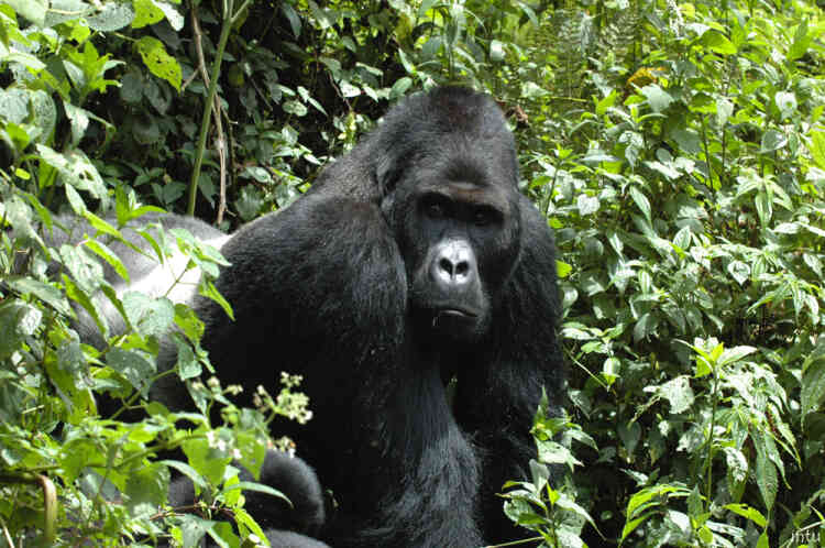 Auparavant « en danger », le gorille de l’Est (Gorilla beringei), plus grand primate du monde, est aujourd’hui considéré « en danger critique ». Ce changement de situation est dû à un déclin de population de plus de 70 % en vingt ans. On estime aujourd’hui sa population à moins de 5 000 individus. Quatre des six espèces de grands singes sont maintenant classées en « danger critique », à un pas de l’extinction.
