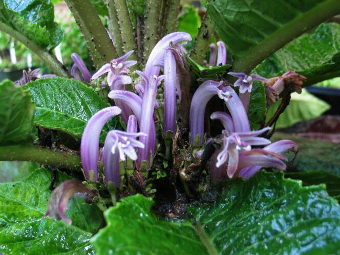 Une plante haha (Cyanea koolauensis), à Hawaï. Les îles sont particulièrement affectées par l’érosion du patrimoine due à l’envahissement d’espèces.