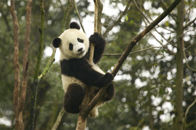 Le panda géant est passé de la catégorie « en danger » à la catégorie « vulnérable ».