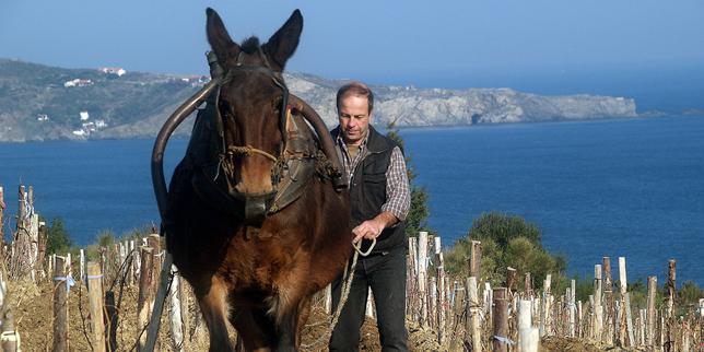 Agriculture : « Les sanctions liées au non-respect des normes environnementales sont rares et faibles »