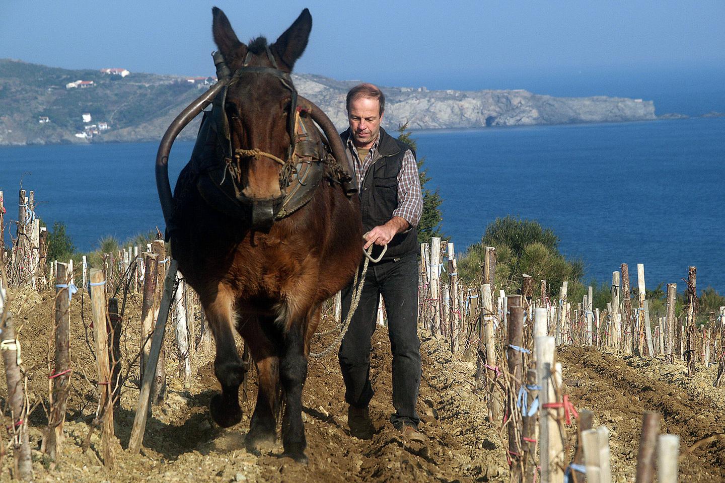 Agriculture : « Les sanctions liées au non-respect des normes environnementales sont rares et faibles »