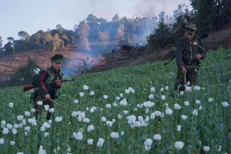 Des soldats de la TNLA fauchent un champ d’opium appartement à groupe de paramilitaires chinois lors d’une mission anti-narcotique.