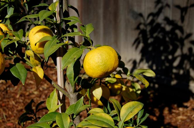 yuzu combava kaffir les zestes du bout du monde