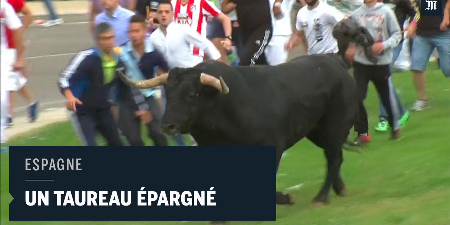 En Espagne Un Taureau Epargne Lors D Une Fete Traditionnelle