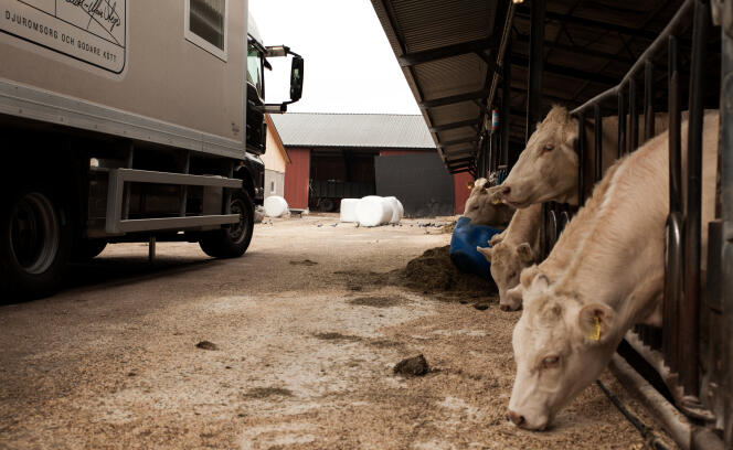 A Karlstad, Suede. L'abattoir mobile Etiskt Kott achète la viande aux fermiers. Ici à la ferme de Johansson, 90 bovins seront vendus. L'abattoir et ses quatre vehicules stationnent dans la ferme, à proximité des animaux et de l'éleveur. Un bureau, un laboratoire de transformation, et deux camions frigoriques resteront prêt d'une semaine dans la ferme.