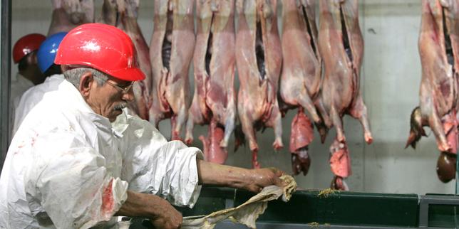 Nouvelles images de maltraitance animale dans un abattoir de moutons Nouvelles images de maltraitance animale dans un abattoir de moutons