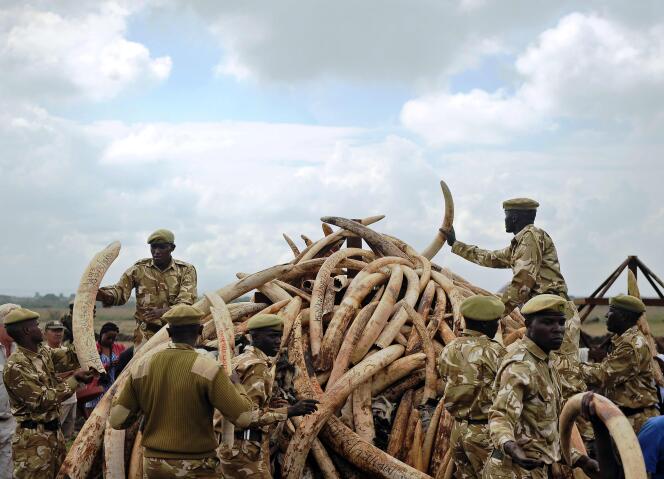 Les rangers du Kenya Wildlife Services (KWS) entassent des défenses d’éléphant issues du braconnage pour les brûler, dans le parc national de Nairobi au Kénya, le 20 avril 2016.