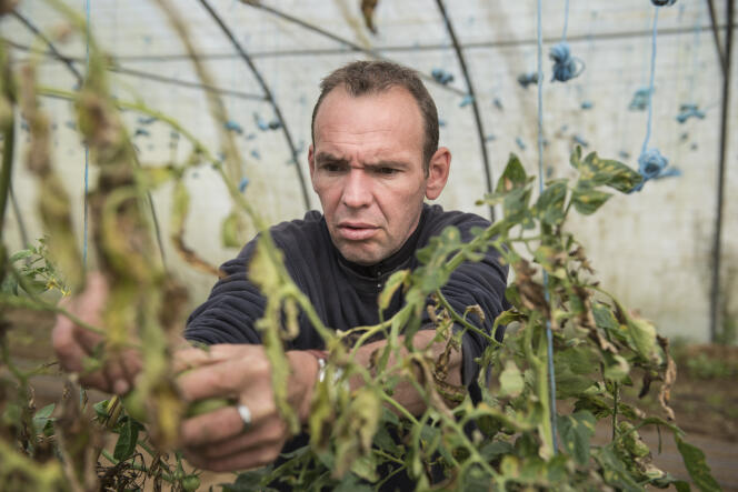 Stéphane, 44 ans, dans la serre des tomates, le 23 septembre. Il est arrivé à la ferme après huit ans d’emprisonnement.