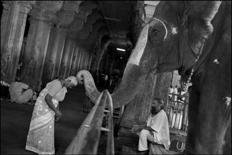 « A Trichy, en Inde, un éléphant bénit les pèlerins avec sa trompe après que son maître a reçu une pièce de monnaie. La femme a offert ses cheveux à une déesse du temple de Ranganatha, sa tête est enduite de pâte de curcuma pour la protéger du soleil ».