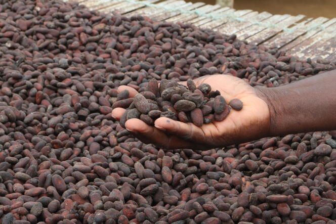 Pour la campagne 2016-2017, le prix du kilo de fèves de cacao sera payé 1 100 francs CFA aux planteurs.