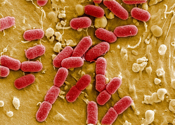 Une image de la bactérie « E. coli », en 2011.