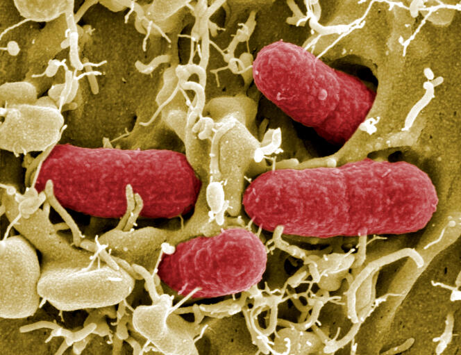 Une image de la bactérie « E. coli », en 2011.